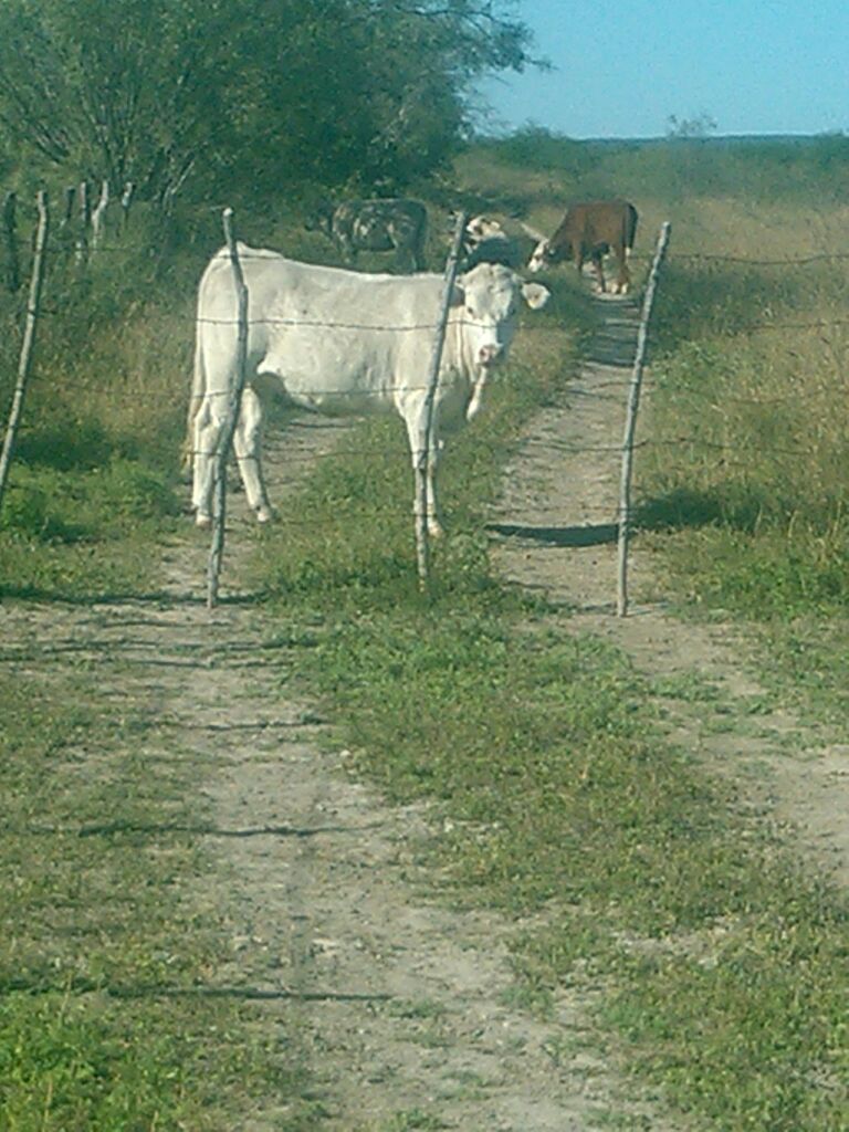 Comercializadora Agropecuaria ROD - Compra Venta de Ganado